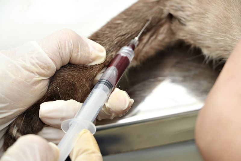 AÇÃO CASTRA MÓVEL <div class='credito_fotos'>Foto: Márcio Souza &nbsp;&nbsp;|&nbsp;&nbsp; <a href='/midias/2023/originais/7701_956fb631-0d4a-3027-8987-115d3ecb17d6.jpg' download><i class='fa-solid fa-download'></i> Download</a></div>