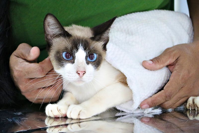  <div class='credito_fotos'>Foto: Márcio Souza &nbsp;&nbsp;|&nbsp;&nbsp; <a href='/midias/2024/originais/7750_6617474b-8df4-a14d-969a-d41916a6040f.jpg' download><i class='fa-solid fa-download'></i> Download</a></div>