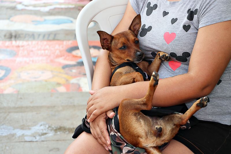 Ação Castra Móvel St Dumont 2 <div class='credito_fotos'>Foto: Márcio Souza &nbsp;&nbsp;|&nbsp;&nbsp; <a href='/midias/2024/originais/7755_2e1d4a49-854c-a0fe-46a5-4e8569c9faa0.jpg' download><i class='fa-solid fa-download'></i> Download</a></div>