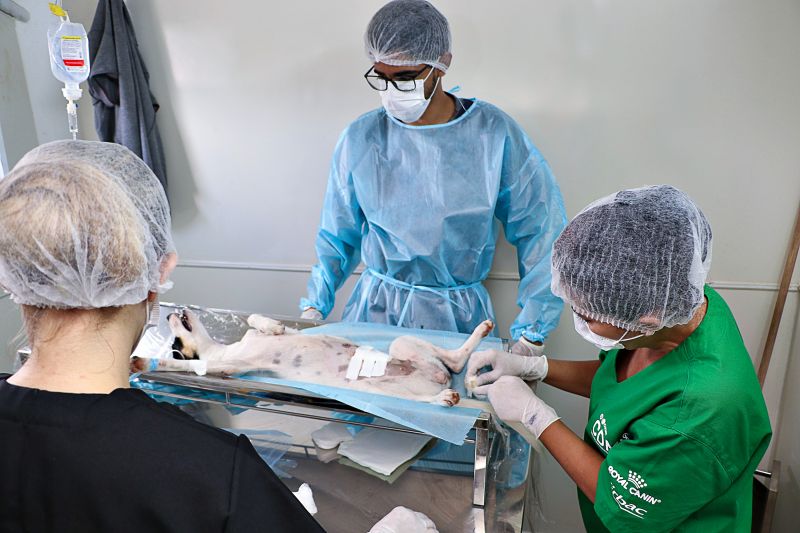 Ação Castra Móvel St Dumont 2 <div class='credito_fotos'>Foto: Márcio Souza &nbsp;&nbsp;|&nbsp;&nbsp; <a href='/midias/2024/originais/7755_3b20c6ff-f10a-344a-afd9-a474d1d9ecac.jpg' download><i class='fa-solid fa-download'></i> Download</a></div>