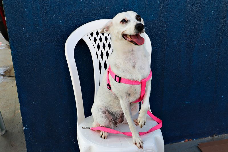 Ação Castra Móvel St Dumont 2 <div class='credito_fotos'>Foto: Márcio Souza &nbsp;&nbsp;|&nbsp;&nbsp; <a href='/midias/2024/originais/7755_62a740c2-2cce-b0f1-1373-d42c8939aaac.jpg' download><i class='fa-solid fa-download'></i> Download</a></div>