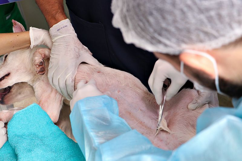 Ação Castra Móvel St Dumont 2 <div class='credito_fotos'>Foto: Márcio Souza &nbsp;&nbsp;|&nbsp;&nbsp; <a href='/midias/2024/originais/7755_ef8b73e6-7d4f-8a80-542e-e33ee8b45d38.jpg' download><i class='fa-solid fa-download'></i> Download</a></div>