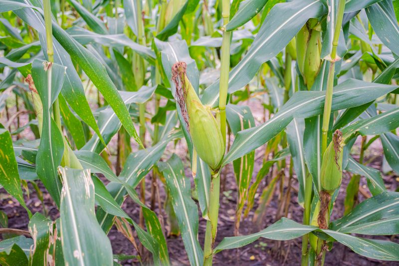  <div class='credito_fotos'>Foto: Karla Reis &nbsp;&nbsp;|&nbsp;&nbsp; <a href='/midias/2024/originais/7815_01849e89-8e29-b043-e3f0-6f85f862ce16.jpg' download><i class='fa-solid fa-download'></i> Download</a></div>