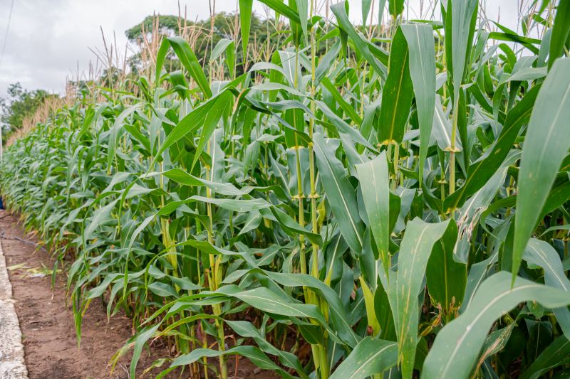  <div class='credito_fotos'>Foto: Karla Reis &nbsp;&nbsp;|&nbsp;&nbsp; <a href='/midias/2024/originais/7815_3da8d0cd-b4b8-5258-9e38-585e8c489a50.jpg' download><i class='fa-solid fa-download'></i> Download</a></div>