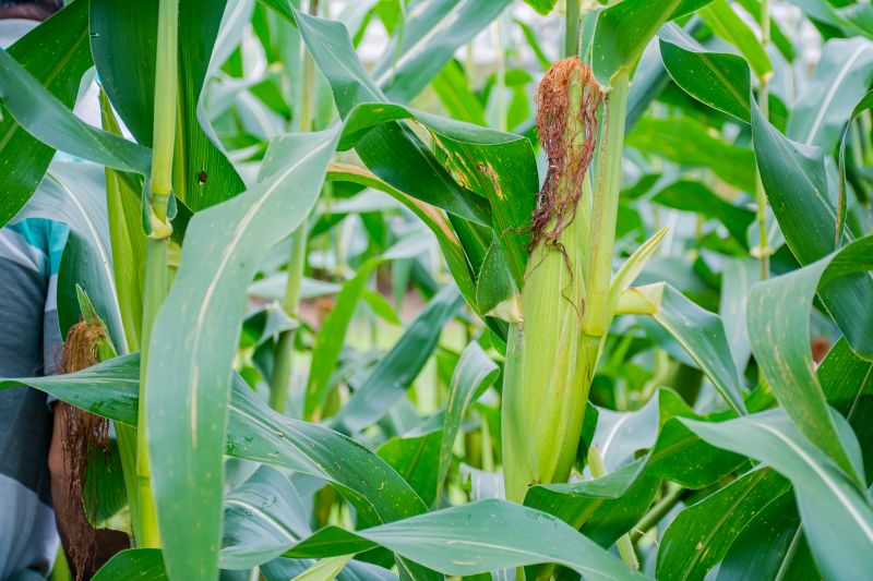  <div class='credito_fotos'>Foto: Karla Reis &nbsp;&nbsp;|&nbsp;&nbsp; <a href='/midias/2024/originais/7815_a8867b98-f45f-07e3-b0a4-ce15ebce82b0.jpg' download><i class='fa-solid fa-download'></i> Download</a></div>