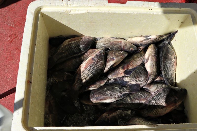 Feira do Pescado St Maria <div class='credito_fotos'>Foto: Márcio Souza &nbsp;&nbsp;|&nbsp;&nbsp; <a href='/midias/2024/originais/7844_7ee390ac-ccea-0f8c-dee8-2a332d5b59ab.jpg' download><i class='fa-solid fa-download'></i> Download</a></div>
