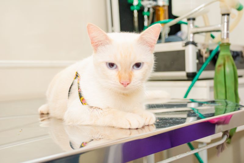  <div class='credito_fotos'>Foto: Karla Reis &nbsp;&nbsp;|&nbsp;&nbsp; <a href='/midias/2024/originais/7895_67a40dc3-5dbb-d654-1302-91b031cb4240.jpg' download><i class='fa-solid fa-download'></i> Download</a></div>