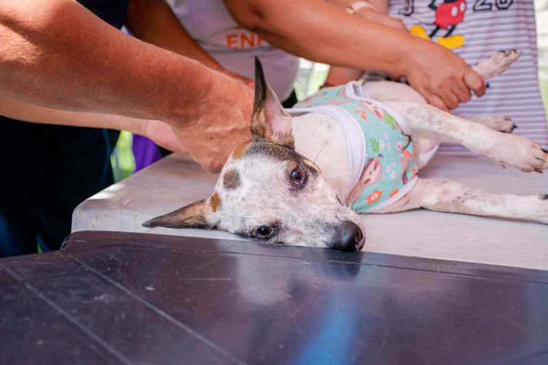  <div class='credito_fotos'>Foto: Karla Reis &nbsp;&nbsp;|&nbsp;&nbsp; <a href='/midias/2024/originais/7935_69cc604b-a228-e5d0-dae7-f8ecf7118e14.jpg' download><i class='fa-solid fa-download'></i> Download</a></div>