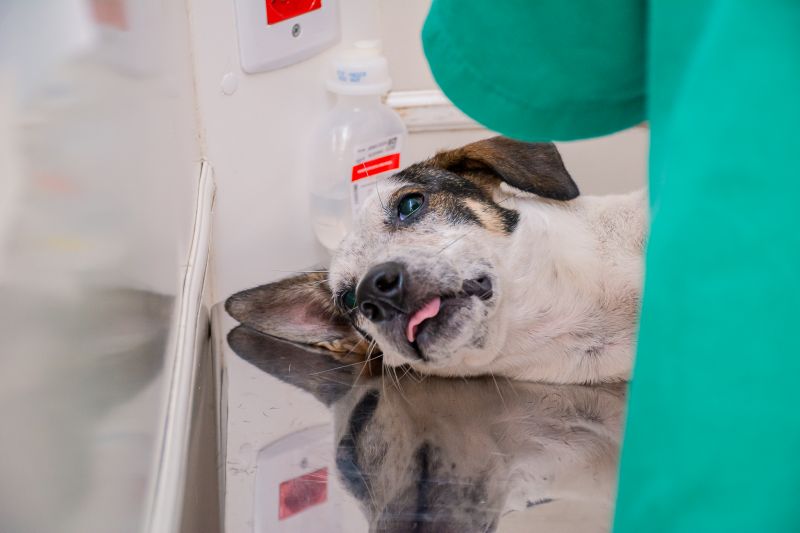  <div class='credito_fotos'>Foto: Karla Reis &nbsp;&nbsp;|&nbsp;&nbsp; <a href='/midias/2024/originais/7935_74af5e31-c318-170a-8cd6-68b043c155a7.jpg' download><i class='fa-solid fa-download'></i> Download</a></div>