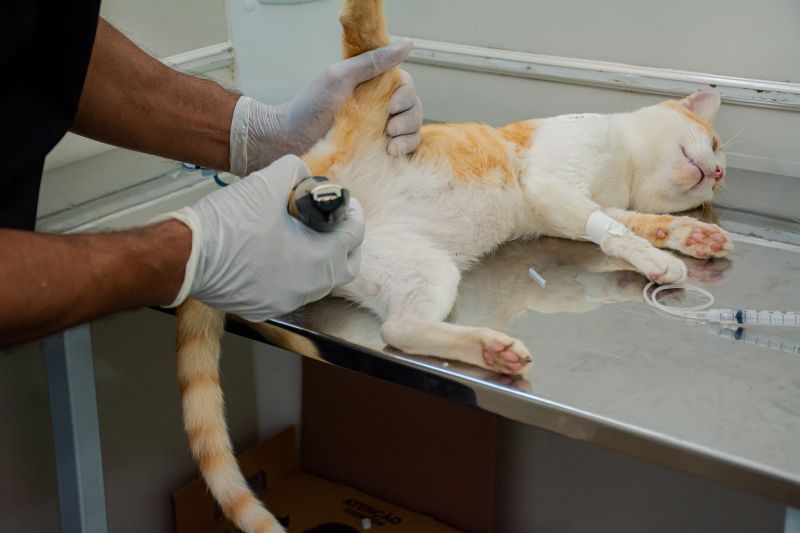  <div class='credito_fotos'>Foto: Karla Reis &nbsp;&nbsp;|&nbsp;&nbsp; <a href='/midias/2024/originais/7937_a2b1e9ca-820f-985b-1bfb-b15a1da5ab95.jpg' download><i class='fa-solid fa-download'></i> Download</a></div>