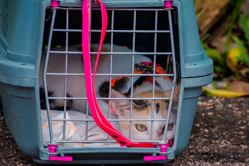  <div class='credito_fotos'>Foto: Karla Reis &nbsp;&nbsp;|&nbsp;&nbsp; <a href='/midias/2024/originais/8021_33d6aa01-23c9-861e-9145-770b4d592879.jpg' download><i class='fa-solid fa-download'></i> Download</a></div>