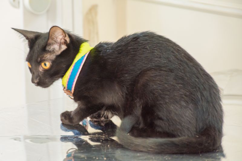  <div class='credito_fotos'>Foto: Karla Reis &nbsp;&nbsp;|&nbsp;&nbsp; <a href='/midias/2024/originais/8021_a40b045e-fa10-547d-0f9f-83e045590f96.jpg' download><i class='fa-solid fa-download'></i> Download</a></div>