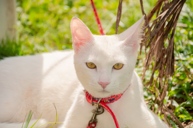  <div class='credito_fotos'>Foto: Karla Reis &nbsp;&nbsp;|&nbsp;&nbsp; <a href='/midias/2024/originais/8021_e39f507b-f139-3de4-cf5f-fcf89af08395.jpg' download><i class='fa-solid fa-download'></i> Download</a></div>