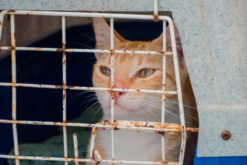  <div class='credito_fotos'>Foto: Karla Reis &nbsp;&nbsp;|&nbsp;&nbsp; <a href='/midias/2024/originais/8021_f2bb87d9-5ba1-d642-581b-1bf3a9fb1cba.jpg' download><i class='fa-solid fa-download'></i> Download</a></div>