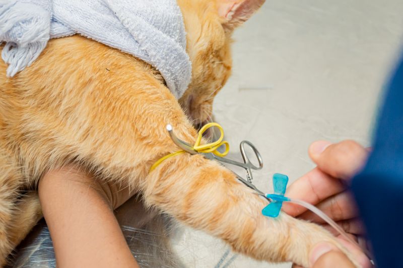  <div class='credito_fotos'>Foto: Karla Reis &nbsp;&nbsp;|&nbsp;&nbsp; <a href='/midias/2024/originais/8021_f9ad3473-f33e-e92c-4e12-8ba3d3d7ff32.jpg' download><i class='fa-solid fa-download'></i> Download</a></div>