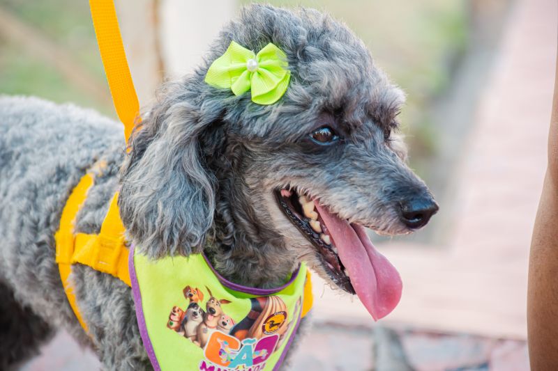  <div class='credito_fotos'>Foto: Karla Reis &nbsp;&nbsp;|&nbsp;&nbsp; <a href='/midias/2024/originais/8022_51a110c5-f1a1-98a2-b77c-5a7c09063a77.jpg' download><i class='fa-solid fa-download'></i> Download</a></div>