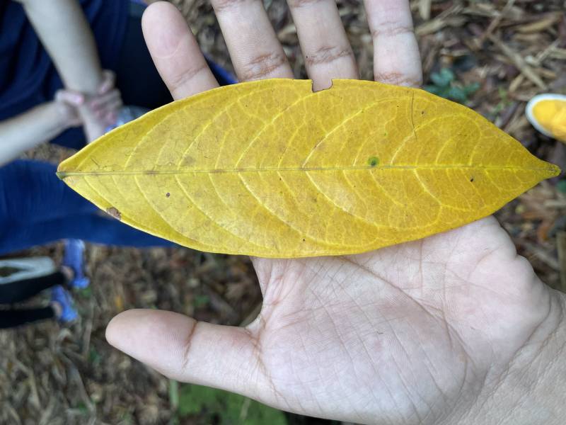 Crédito: Divulgação