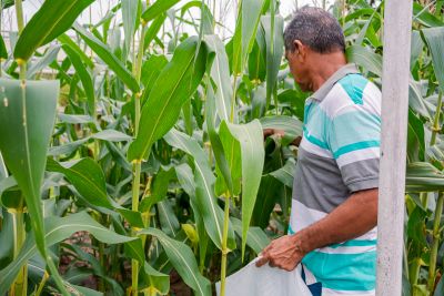 galeria: COLHEITA DO MILHO-SEMAGRI