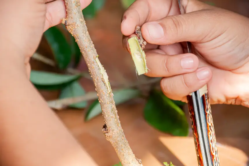  <div class='credito_fotos'>Foto:  &nbsp;&nbsp;|&nbsp;&nbsp; <a href='/midias/2025/originais/20251205144109-GF00009230-F00107724.webp' download><i class='fa-solid fa-download'></i> Download</a></div>