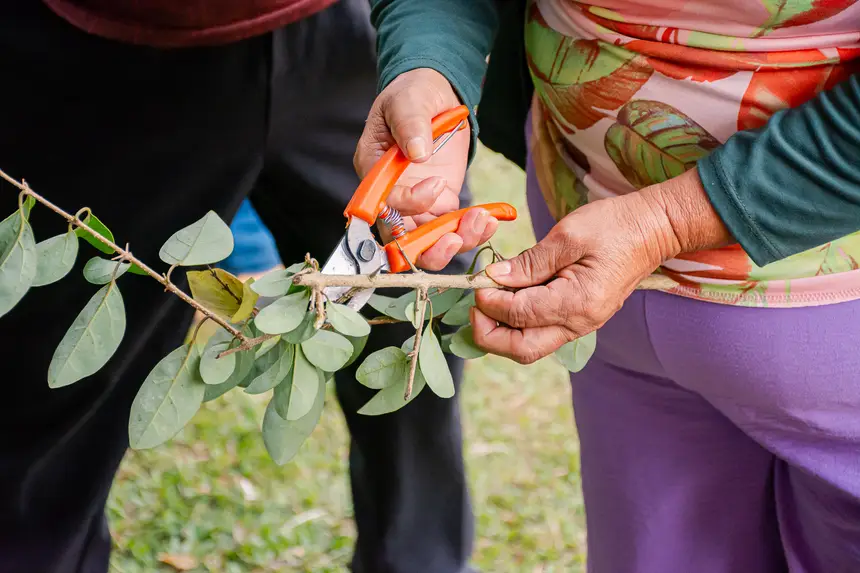  <div class='credito_fotos'>Foto:  &nbsp;&nbsp;|&nbsp;&nbsp; <a href='/midias/2025/originais/20251205144129-GF00009230-F00107739.webp' download><i class='fa-solid fa-download'></i> Download</a></div>