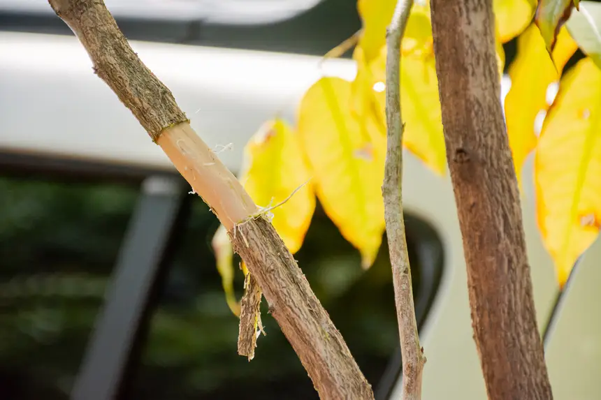  <div class='credito_fotos'>Foto:  &nbsp;&nbsp;|&nbsp;&nbsp; <a href='/midias/2025/originais/20251205144140-GF00009230-F00107748.webp' download><i class='fa-solid fa-download'></i> Download</a></div>