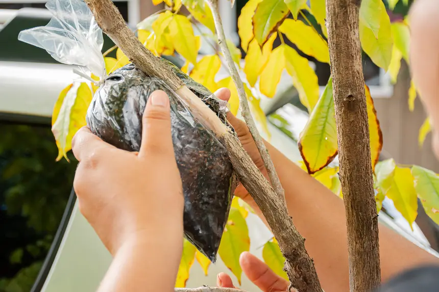  <div class='credito_fotos'>Foto:  &nbsp;&nbsp;|&nbsp;&nbsp; <a href='/midias/2025/originais/20251205144148-GF00009230-F00107754.webp' download><i class='fa-solid fa-download'></i> Download</a></div>