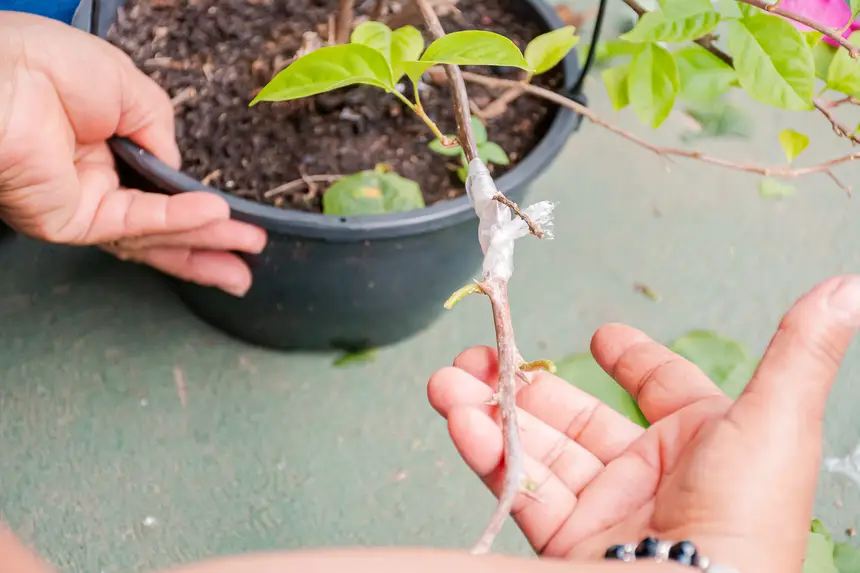  <div class='credito_fotos'>Foto:  &nbsp;&nbsp;|&nbsp;&nbsp; <a href='/midias/2025/originais/20251205144212-GF00009230-F00107772.webp' download><i class='fa-solid fa-download'></i> Download</a></div>