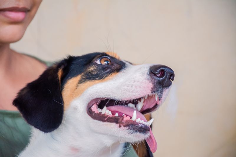  <div class='credito_fotos'>Foto: Karla Reis &nbsp;&nbsp;|&nbsp;&nbsp; <a href='/midias/2025/originais/8040_55e93854-056d-1dde-e679-c7a2d7cfc45f.jpg' download><i class='fa-solid fa-download'></i> Download</a></div>