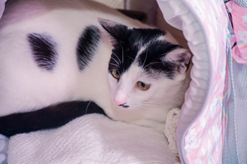  <div class='credito_fotos'>Foto: Karla Reis &nbsp;&nbsp;|&nbsp;&nbsp; <a href='/midias/2025/originais/8041_2a0cf3d7-c954-c73a-3ab8-b37a5cf9749e.jpg' download><i class='fa-solid fa-download'></i> Download</a></div>