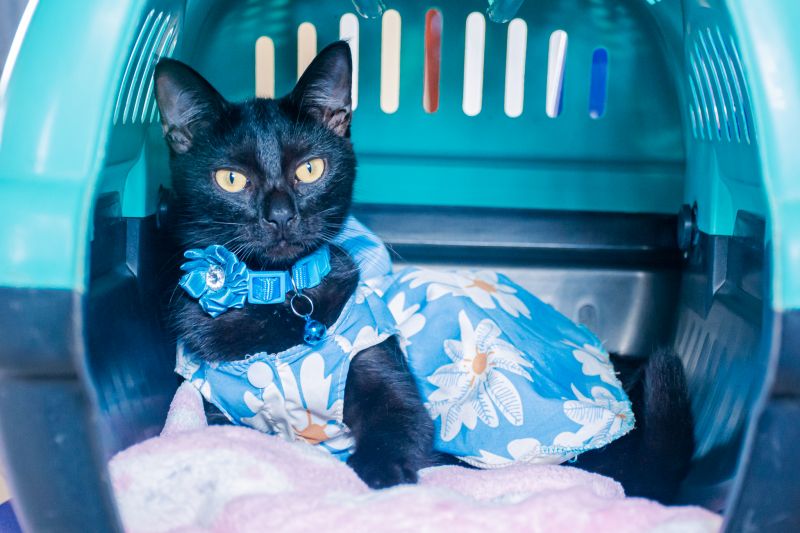  <div class='credito_fotos'>Foto: Karla Reis &nbsp;&nbsp;|&nbsp;&nbsp; <a href='/midias/2025/originais/8041_2d961807-76e8-cb1b-5bf2-fcce8af92b1c.jpg' download><i class='fa-solid fa-download'></i> Download</a></div>