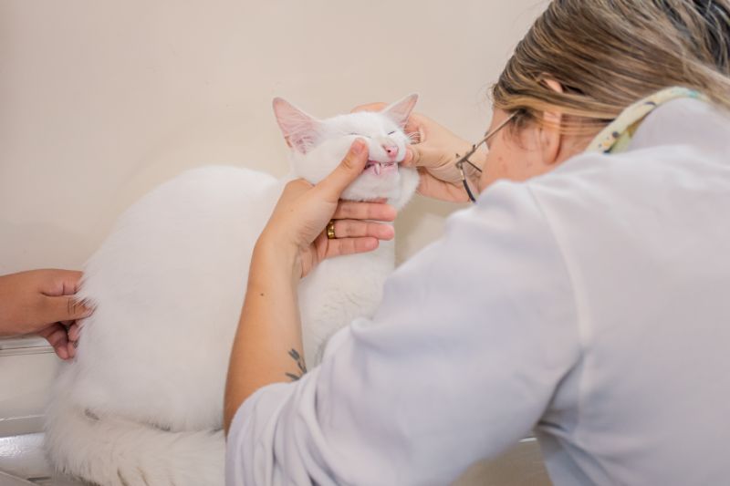  <div class='credito_fotos'>Foto: Karla Reis &nbsp;&nbsp;|&nbsp;&nbsp; <a href='/midias/2025/originais/8041_4d0b1f7a-966f-f506-efad-8a7b36dbe7f2.jpg' download><i class='fa-solid fa-download'></i> Download</a></div>