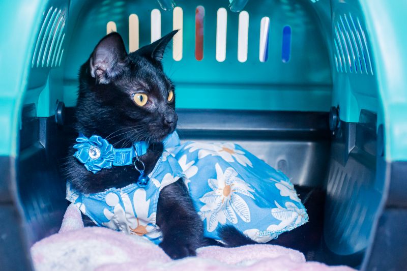  <div class='credito_fotos'>Foto: Karla Reis &nbsp;&nbsp;|&nbsp;&nbsp; <a href='/midias/2025/originais/8041_61847df5-3d47-fefe-c2ce-92a879ffb4c5.jpg' download><i class='fa-solid fa-download'></i> Download</a></div>