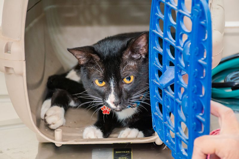  <div class='credito_fotos'>Foto: Karla Reis &nbsp;&nbsp;|&nbsp;&nbsp; <a href='/midias/2025/originais/8041_74c24626-45f2-198b-50bb-9256e825fce7.jpg' download><i class='fa-solid fa-download'></i> Download</a></div>