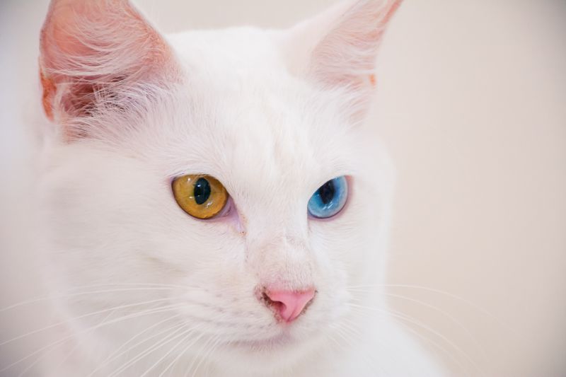  <div class='credito_fotos'>Foto: Karla Reis &nbsp;&nbsp;|&nbsp;&nbsp; <a href='/midias/2025/originais/8041_8abb8221-f3b0-0404-739f-47c69552598d.jpg' download><i class='fa-solid fa-download'></i> Download</a></div>