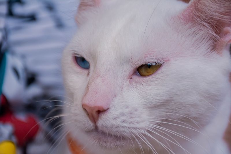  <div class='credito_fotos'>Foto: Karla Reis &nbsp;&nbsp;|&nbsp;&nbsp; <a href='/midias/2025/originais/8041_9322b101-37c9-ac89-8714-64999b252c5a.jpg' download><i class='fa-solid fa-download'></i> Download</a></div>