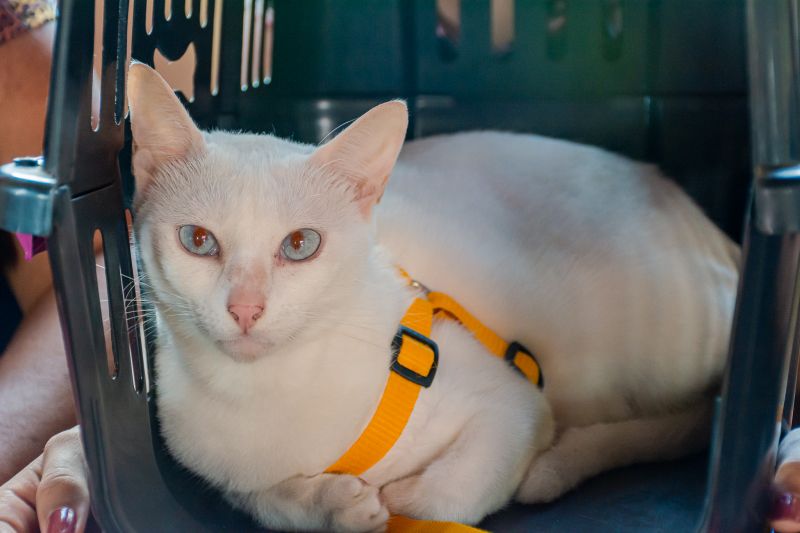  <div class='credito_fotos'>Foto: Karla Reis &nbsp;&nbsp;|&nbsp;&nbsp; <a href='/midias/2025/originais/8041_c3facb04-a1a3-f992-7f88-589673165174.jpg' download><i class='fa-solid fa-download'></i> Download</a></div>