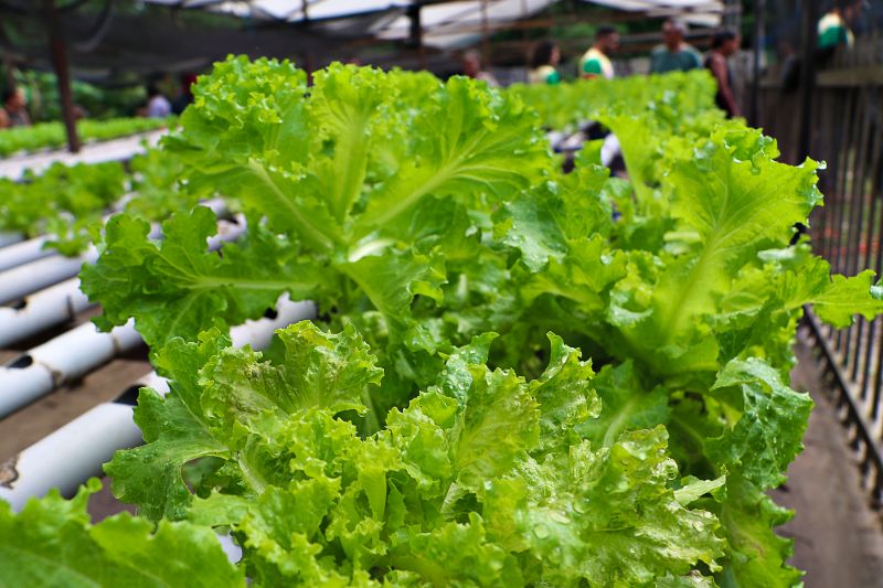 ENCERRAMENTO DO SEMINÁRIO DE PLANEJAMENTO SEMAGRI - VISITA A PROPRIEDADE SO SR LUIZ <div class='credito_fotos'>Foto: Márcio Souza &nbsp;&nbsp;|&nbsp;&nbsp; <a href='/midias/2025/originais/8050_09cfeb92-45a9-a51d-608e-ef255f6138a5.jpg' download><i class='fa-solid fa-download'></i> Download</a></div>