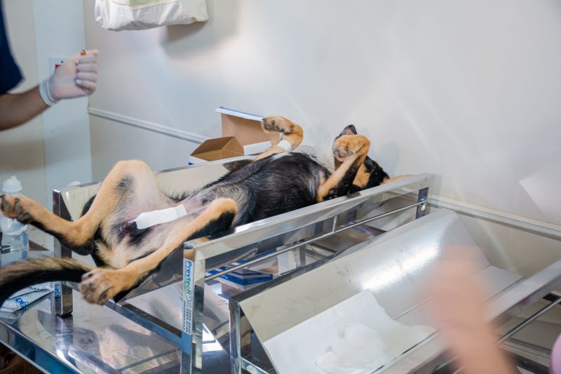  <div class='credito_fotos'>Foto: Karla Reis &nbsp;&nbsp;|&nbsp;&nbsp; <a href='/midias/2025/originais/8087_6539a709-59a2-f569-2df8-d00d4bad1fc6.jpg' download><i class='fa-solid fa-download'></i> Download</a></div>