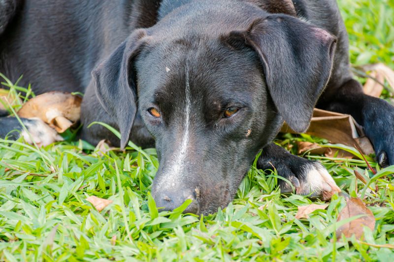  <div class='credito_fotos'>Foto: Karla Reis &nbsp;&nbsp;|&nbsp;&nbsp; <a href='/midias/2025/originais/8087_77cadb25-44cd-8695-229e-5881fffaa4c7.jpg' download><i class='fa-solid fa-download'></i> Download</a></div>