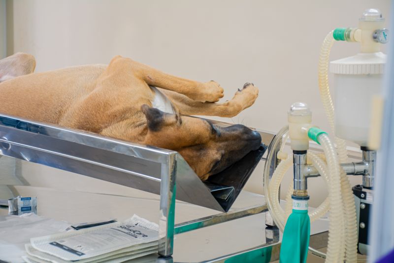  <div class='credito_fotos'>Foto: Karla Reis &nbsp;&nbsp;|&nbsp;&nbsp; <a href='/midias/2025/originais/8087_b21050b7-d982-dd6b-bc63-afb80ea16f32.jpg' download><i class='fa-solid fa-download'></i> Download</a></div>