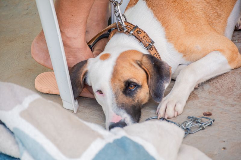  <div class='credito_fotos'>Foto: Karla Reis &nbsp;&nbsp;|&nbsp;&nbsp; <a href='/midias/2025/originais/8087_f9e12efd-7d1b-bb4f-4c66-289a68cce312.jpg' download><i class='fa-solid fa-download'></i> Download</a></div>