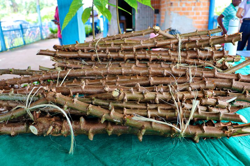 Oficina de Mandiocultura SEMAT <div class='credito_fotos'>Foto: Márcio Souza &nbsp;&nbsp;|&nbsp;&nbsp; <a href='/midias/2025/originais/8096_fa0914f4-a31e-7b55-36aa-bbc116c1c829.jpg' download><i class='fa-solid fa-download'></i> Download</a></div>