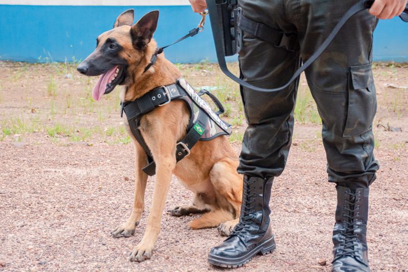  <div class='credito_fotos'>Foto: Karla Reis &nbsp;&nbsp;|&nbsp;&nbsp; <a href='/midias/2025/originais/8105_49f4edde-22b7-bf59-a2f2-81626e6dd0ed.jpg' download><i class='fa-solid fa-download'></i> Download</a></div>