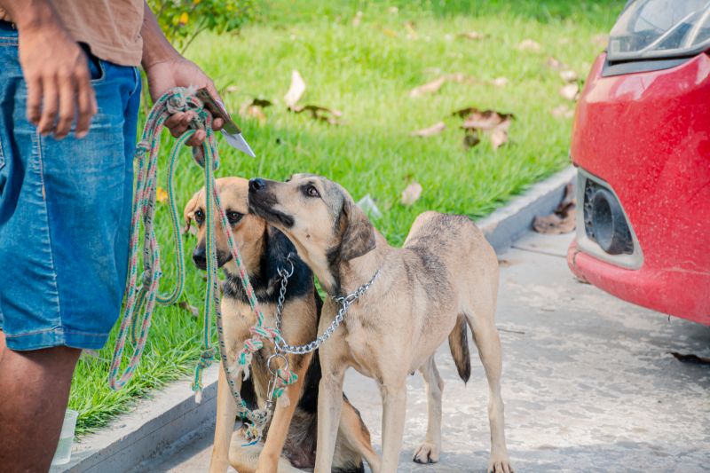  <div class='credito_fotos'>Foto: Karla Reis &nbsp;&nbsp;|&nbsp;&nbsp; <a href='/midias/2025/originais/9137_9ec00f07-8348-8037-f26f-400a78ce4ab5.jpg' download><i class='fa-solid fa-download'></i> Download</a></div>