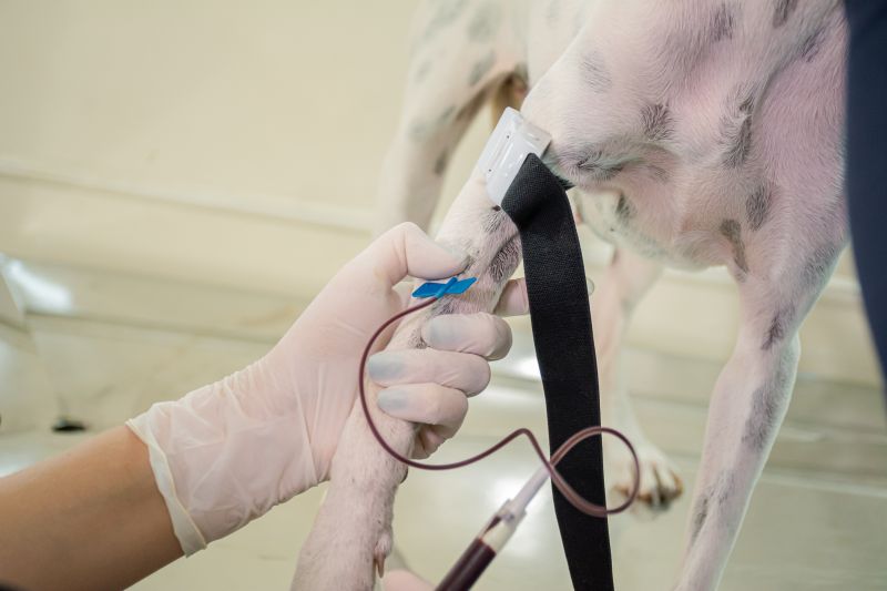  <div class='credito_fotos'>Foto: Karla Reis &nbsp;&nbsp;|&nbsp;&nbsp; <a href='/midias/2025/originais/9137_f15ddb2b-9ce3-f2b8-48a8-bc139cfab4e0.jpg' download><i class='fa-solid fa-download'></i> Download</a></div>