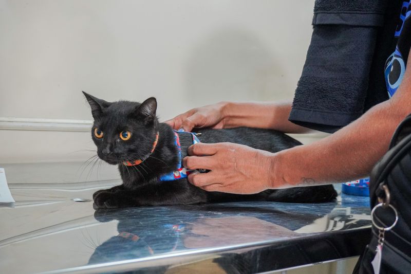  <div class='credito_fotos'>Foto: João Pedro Rodrigues &nbsp;&nbsp;|&nbsp;&nbsp; <a href='/midias/2025/originais/9162_75887e22-d64c-72da-15cb-733a30ecf3a9.jpg' download><i class='fa-solid fa-download'></i> Download</a></div>