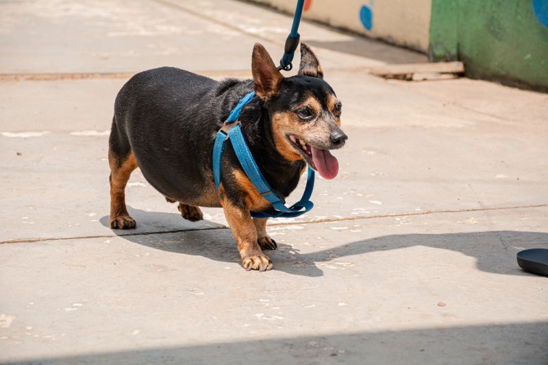  <div class='credito_fotos'>Foto: Karla Reis &nbsp;&nbsp;|&nbsp;&nbsp; <a href='/midias/2025/originais/9189_1c91f9d6-039a-be65-3e9b-6e39039aa5e2.jpg' download><i class='fa-solid fa-download'></i> Download</a></div>