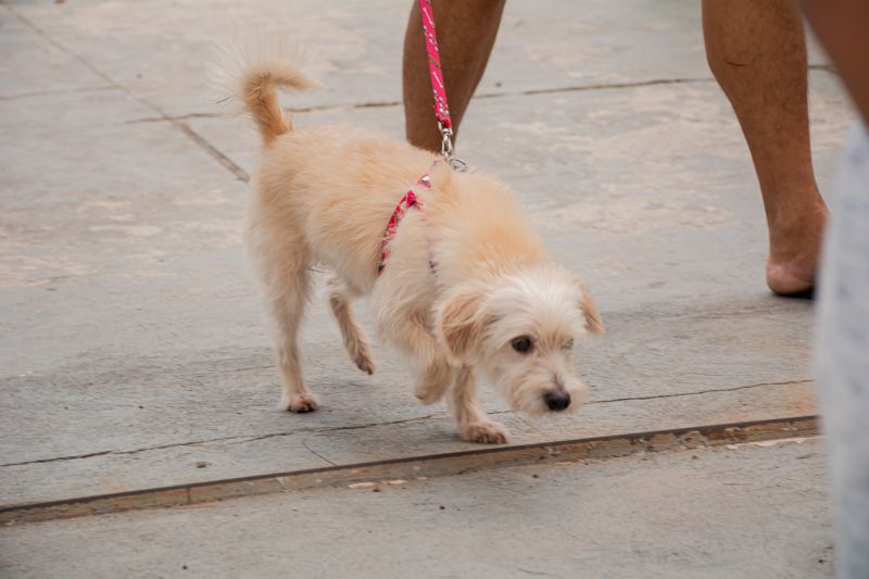  <div class='credito_fotos'>Foto: Karla Reis &nbsp;&nbsp;|&nbsp;&nbsp; <a href='/midias/2025/originais/9189_635a5453-8918-cc6d-3c78-0dcebe334dae.jpg' download><i class='fa-solid fa-download'></i> Download</a></div>