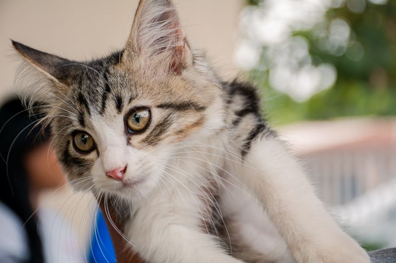  <div class='credito_fotos'>Foto: Karla Reis &nbsp;&nbsp;|&nbsp;&nbsp; <a href='/midias/2025/originais/9189_8423bced-7381-14df-7eb6-f1cf9eab6c90.jpg' download><i class='fa-solid fa-download'></i> Download</a></div>