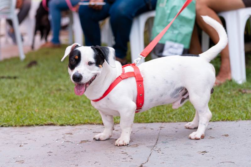 Crédito: Heloam Sousa / CECOM-Benevides